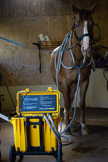 PEMF therapy equipment set up beside a horse for an osteopathy and recovery session