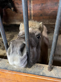 A curious horse reaching its muzzle through the bars of a GreenAcres stall front